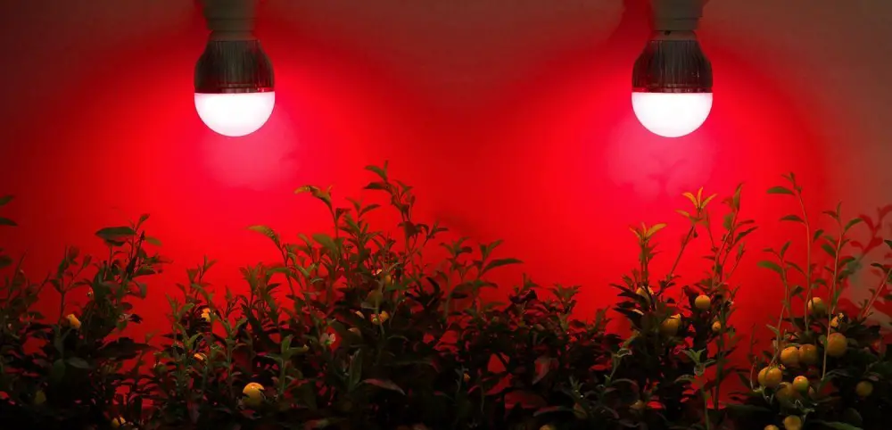 light therapy for plants