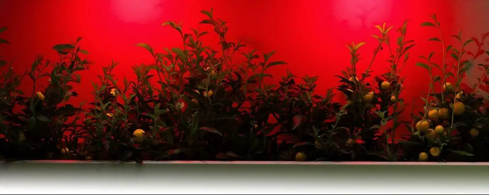 led light on plants