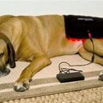 red light therapy for pets