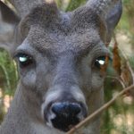 Can Deer See Infrared Light