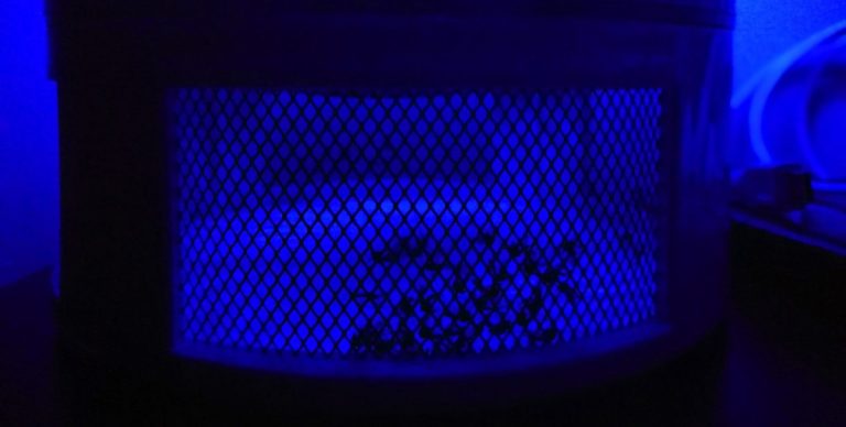 Does UV Light Attract Mosquitoes? ( Real Facts ) - Infrared for Health