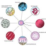 How Skin Cells and Muscle Cells Different