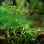 Do LED Lights Promote Algae Growth