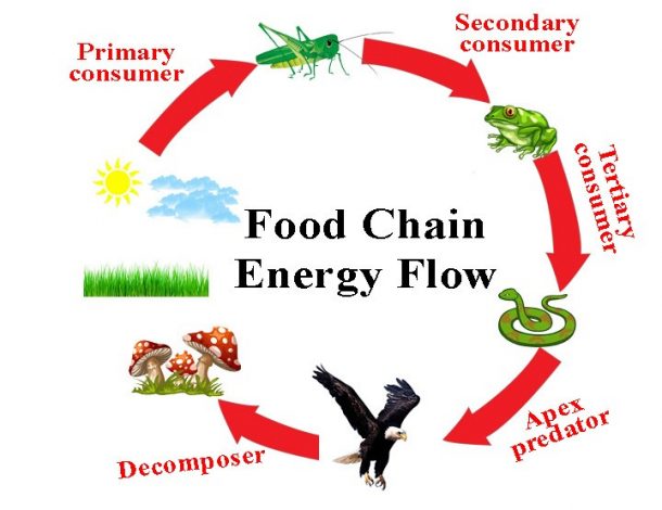 Does Energy Flow In One Direction? - Infrared for Health