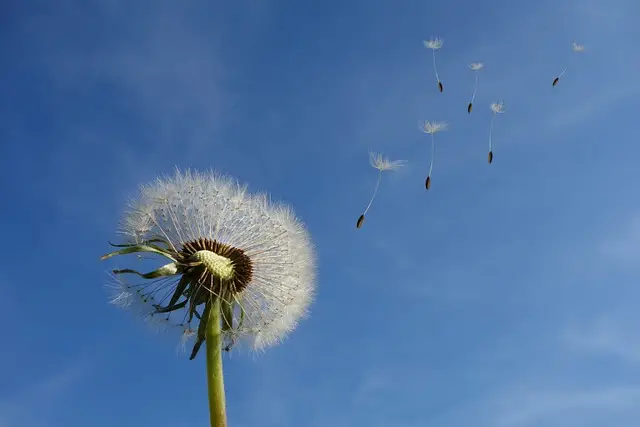 Why Do Dandelion Flowers Close at Night