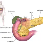 What Are the Endocrine Functions of the Pancreas?
