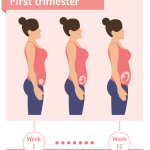 What Is the First Trimester of Pregnancy?