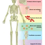 What Is the Function of the Skeletal System?