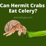 Can-Hermit-Crabs-Eat-Celery