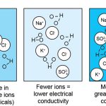 Do Negative Ions Carry Electricity?