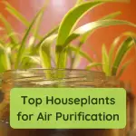Do Plants Create Negative Ions?