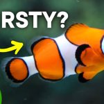 Do Fishes Drink Water?