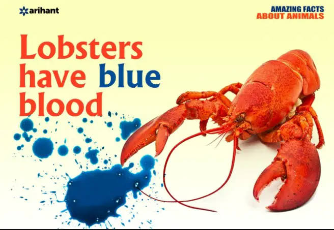 What Color is Lobster Blood?