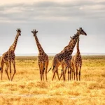 What Does Giraffe Taste Like?