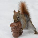 can-squirrels-eat-chocolate