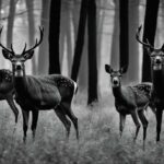 can deer see infrared flash