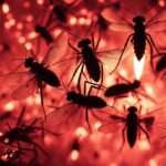 are mosquitoes attracted to infrared light
