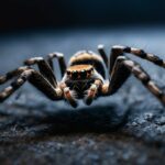 are spiders attracted to infrared light